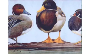 Birds b6919ld Wallpaper Border
