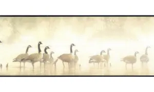 Birds LD3311 Wallpaper Border