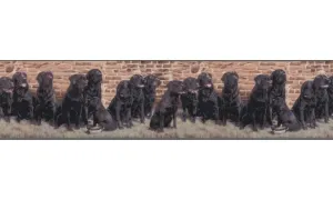 Dogs b102691 Wallpaper Border