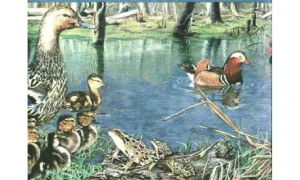Ducks b2002nf Wallpaper Border