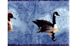 Ducks DU2023B Wallpaper Border