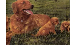 Green Labrador HB2032 Wallpaper Border