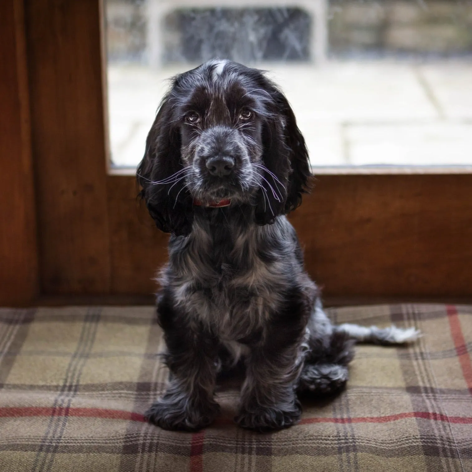 Hunter Tartan Picnic Pads
